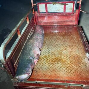 almus barajinda dev yayin baligi avlandi LEmC1dnM