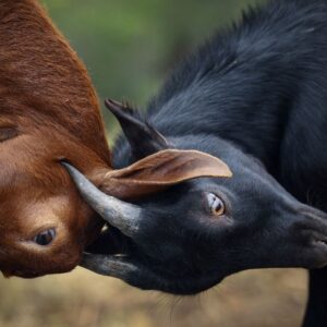 yanginla mucadelede yeni yontem ispanya kecilere umut bagladi R2DAhYJJ